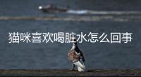 貓咪喜歡喝臟水怎么回事(貓咪喜歡喝臟水怎么制止)