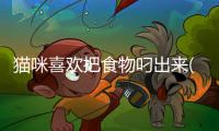 貓咪喜歡把食物叼出來(貓咪喜歡吃什么食物)