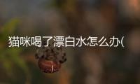 貓咪喝了漂白水怎么辦(貓咪喝了漂白水不吃不喝)