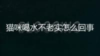 貓咪喝水不老實怎么回事？貓總喝水不拉尿是什么病