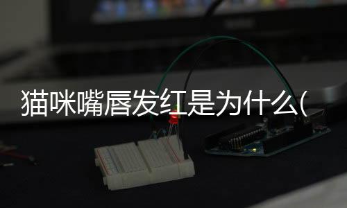貓咪嘴唇發紅是為什么(貓咪嘴唇發紅什么情況)