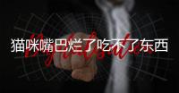 貓咪嘴巴爛了吃不了東西怎么辦(貓咪尾巴爛了用什么藥)