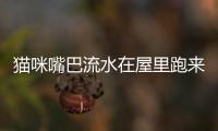 貓咪嘴巴流水在屋里跑來跑去(貓咪嘴巴里一直流水)