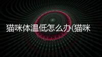 貓咪體溫低怎么辦(貓咪體溫低是不是就沒救了)