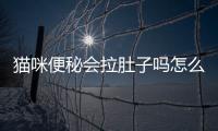貓咪便秘會拉肚子嗎怎么辦？貓咪便秘會難受嗎