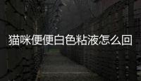 貓咪便便白色粘液怎么回事？貓咪便便白色粘液狀
