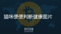 貓咪便便判斷健康圖片  貓咪便便狀態怎么分辨