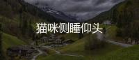 貓咪側睡仰頭