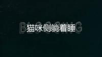 貓咪側躺著睡