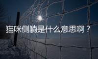 貓咪側(cè)躺是什么意思啊？貓咪側(cè)躺著什么意思