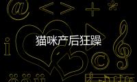 貓咪產后狂躁