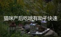 貓咪產后吃啥有助于快速恢復(貓咪產后消炎用什么藥)