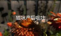 貓咪產后嘔吐