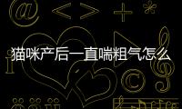 貓咪產(chǎn)后一直喘粗氣怎么回事？貓咪產(chǎn)后一直喘粗氣正常嗎