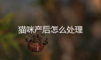 貓咪產(chǎn)后怎么處理
