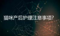 貓咪產后護理注意事項?(貓咪坐月子注意事項)