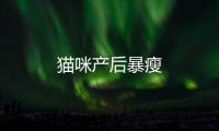 貓咪產后暴瘦