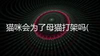 貓咪會(huì)為了母貓打架嗎(貓咪出去和別的貓打架)