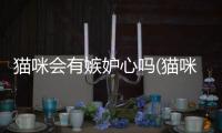 貓咪會有嫉妒心嗎(貓咪嫉妒心強)