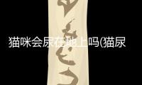 貓咪會尿在地上嗎(貓尿在地板上 然后做埋的動作)