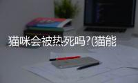 貓咪會(huì)被熱死嗎?(貓能被燙死嗎)