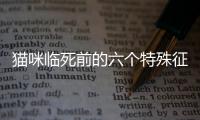 貓咪臨死前的六個特殊征兆