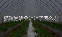 貓咪為啥會吐吐了怎么辦