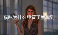 貓咪為什么睡著了就跑到別的地方睡？貓咪睡著人一走開她就醒了