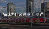 貓咪為什么磨爪(自制貓咪磨爪玩具)
