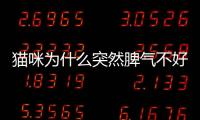 貓咪為什么突然脾氣不好(貓咪脾氣不好的表現)