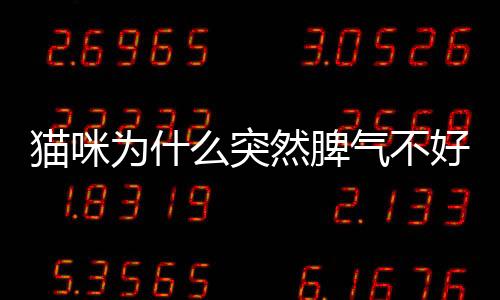 貓咪為什么突然脾氣不好(貓咪脾氣不好的表現)