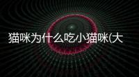 貓咪為什么吃小貓咪(大貓咪為什么會吃小貓咪)