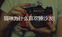 貓咪為什么喜歡睡沙發(貓咪為什么喜歡鉆沙發)