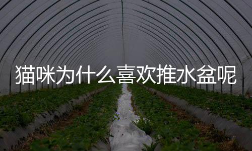 貓咪為什么喜歡推水盆呢？貓總是推水盆