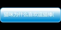 貓咪為什么喜歡逗貓棒(貓咪對逗貓棒不感興趣)