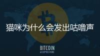 貓咪為什么會發出咕嚕聲?貓咪發出咕嚕聲表達什么情緒