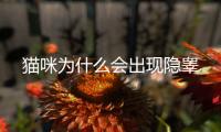 貓咪為什么會出現隱睪
