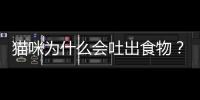 貓咪為什么會吐出食物？貓咪為什么嘔吐食物