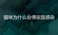 貓咪為什么會(huì)得尿路感染的原因(貓咪尿路感染癥狀及治療方法)