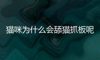 貓咪為什么會舔貓抓板呢(貓咪為什么會舔貓抓板子)