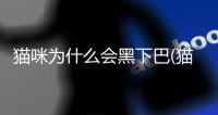 貓咪為什么會黑下巴(貓咪為什么會有黑下巴)