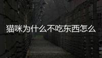 貓咪為什么不吃東西怎么辦(貓咪為什么喜歡吃塑料袋)