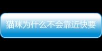 貓咪為什么不會靠近快要死的人？ 貓喜歡接近快死的人