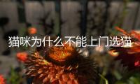 貓咪為什么不能上門選貓呢？貓上門為什么不能養