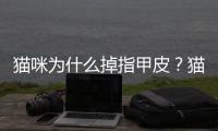貓咪為什么掉指甲皮？貓為什么掉指甲片