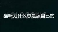 貓咪為什么總是舔自己的毛(貓咪為什么總是舔塑料袋)