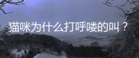 貓咪為什么打呼嘍的叫？貓貓為啥打呼