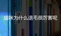 貓咪為什么退毛很厲害呢？貓退毛怎么處理方法