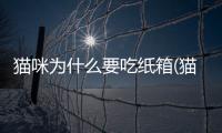 貓咪為什么要吃紙箱(貓咪為什么要吃紙巾)