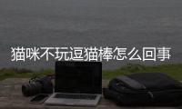 貓咪不玩逗貓棒怎么回事？貓咪不玩逗貓棒怎么辦